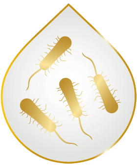 Bacteria Under the Microscope