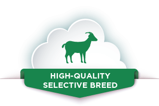 High Quality Selective Breed