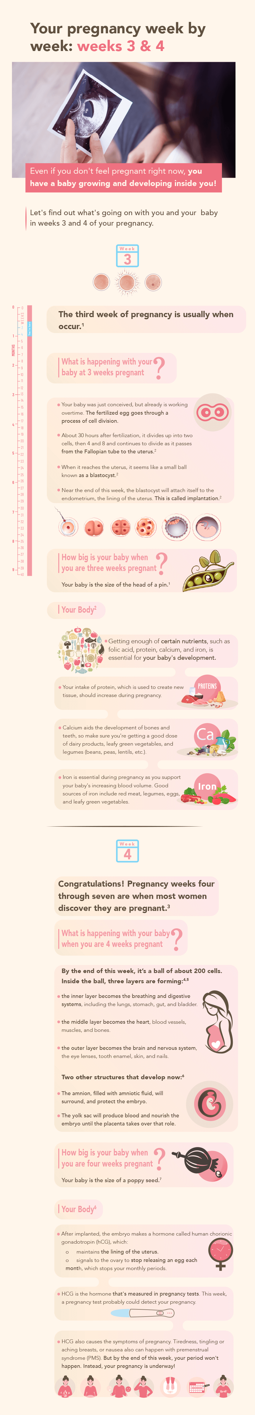 Pregnancy Weeks 3 & 4 | Wyeth Nutrition