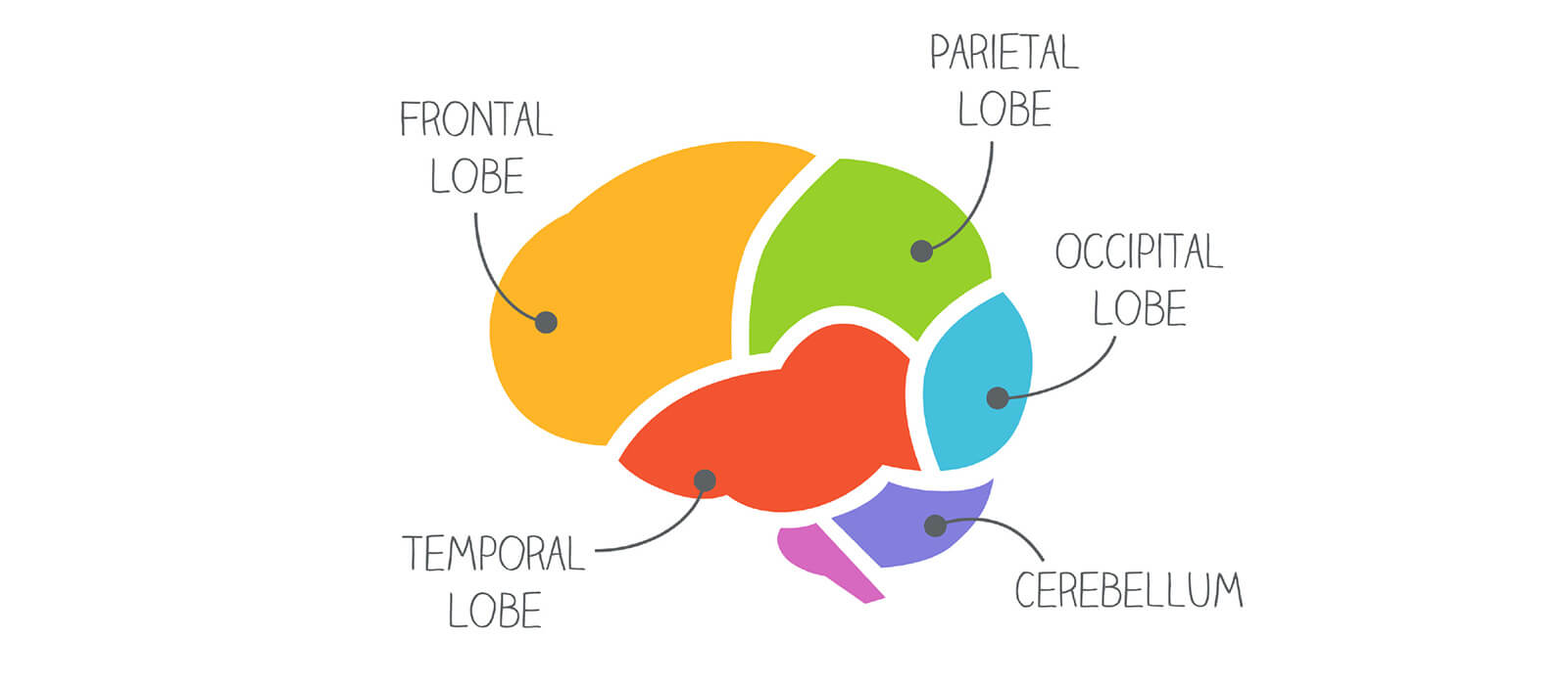 The-Magic-of-the-Human-Brain-info
