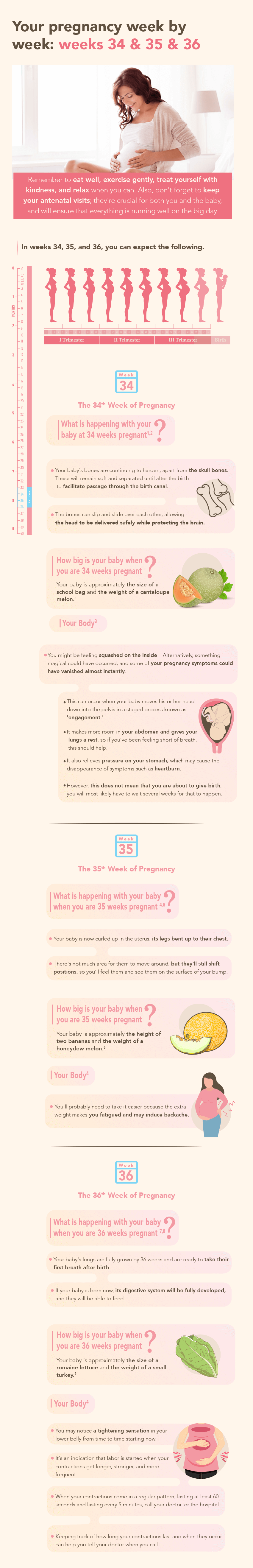 Pregnancy weeks 34-36